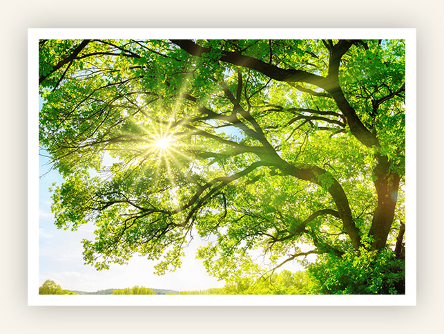 nachhaltigkeit-baum-klimaschutz