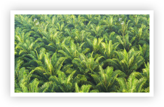 nachhaltigkeit-rohstoffe-palmoelplantage
